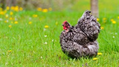 Grass Birds Chickens fluffy