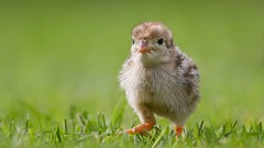 Grass Birds chicks (chickens) baby birds