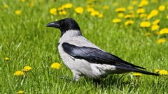 Grass Birds dandelions crows yellow flowers