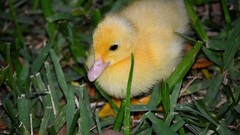 Grass Birds Ducks duckling baby birds