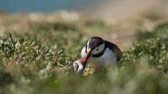 Grass Birds feeding puffin depth of field baby birds