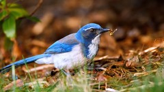 Grass Birds insects Jays
