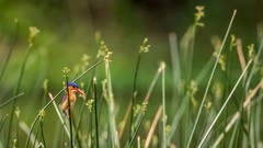 Grass Birds kingfisher
