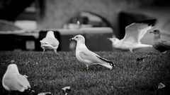Grass Birds monochrome selective coloring