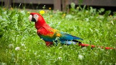 Grass Birds Parrots Scarlet Macaws