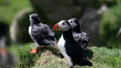 Grass Birds puffin