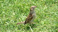 Grass Birds sparrow