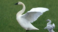 Grass Birds Swans baby birds