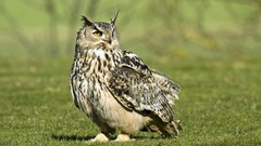 Grass Birds yellow eyes Owls