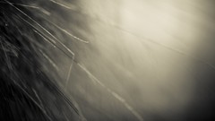 Grass black and white MG grayscale