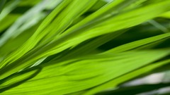 Grass blades high-res