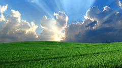 Grass blue clouds shiny