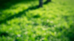 Grass blurred background