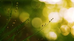 Grass bokeh