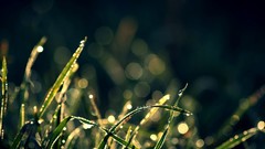 Grass bokeh water drops