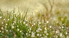 Grass bokeh water drops