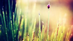 Grass bright insects Bug multicolor depth of field ladybirds
