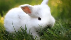 Grass Bunnies baby animals