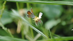 Grass Butterflies