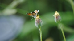 Grass Butterflies