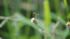 Grass Butterflies