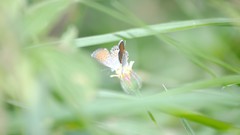 Grass Butterflies