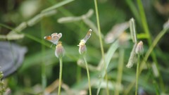 Grass Butterflies