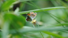 Grass Butterflies