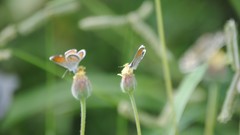 Grass Butterflies