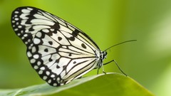 Grass Butterflies nature multicolor