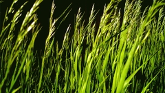 Grass by rainbow colors