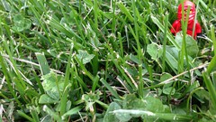 Grass camouflage ninjas Legos