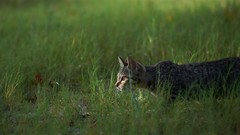 Grass cats
