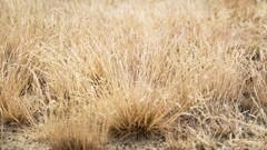 Grass close-up blurred ground flora depth of field