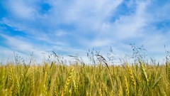 Grass clouds grain