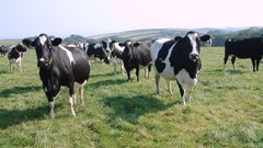 Grass Cows nature