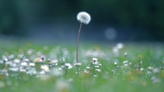 Grass dandelions