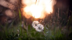 Grass dandelions