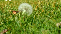 Grass dandelions samikography