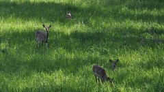 Grass deer