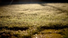 Grass depth of field