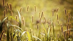 Grass depth of field