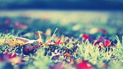 Grass depth of field