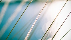 grass depth of field nature macro Plants