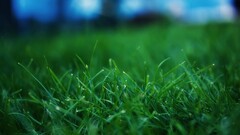 grass depth of field Plants