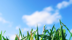 grass depth of field sky macro Plants clouds worm's eye view