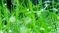 Grass dew
