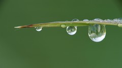 Grass dew blade water drops