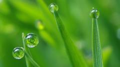 Grass dew water drops