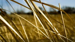 grass digital art nature Plants outdoors